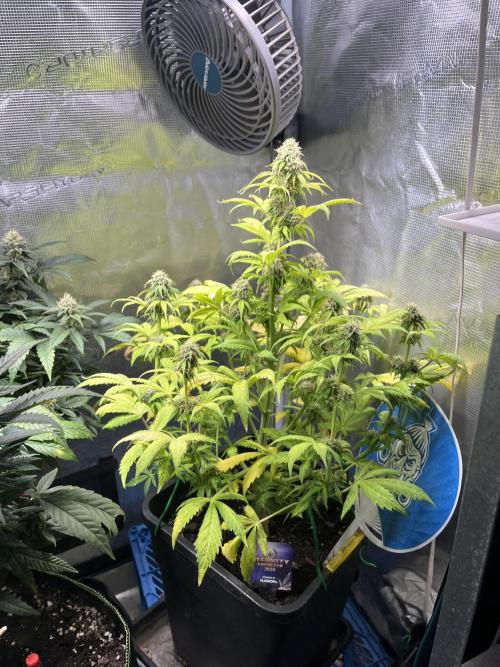 Sticky Broccoli Auto - Eternity Grow Cup. Week 15