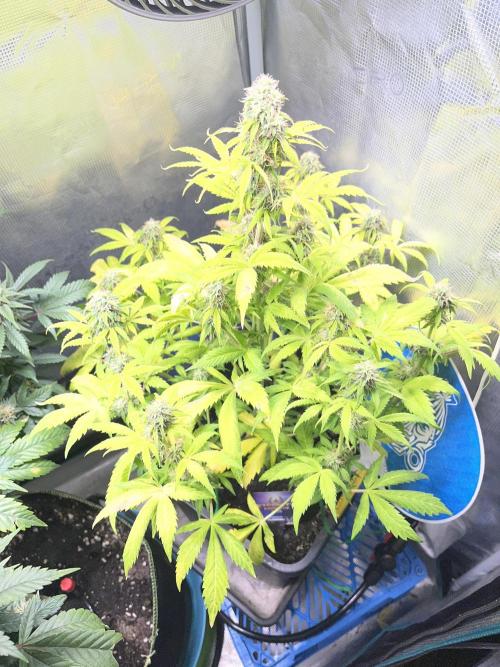Sticky Broccoli Auto - Eternity Grow Cup. Week 15