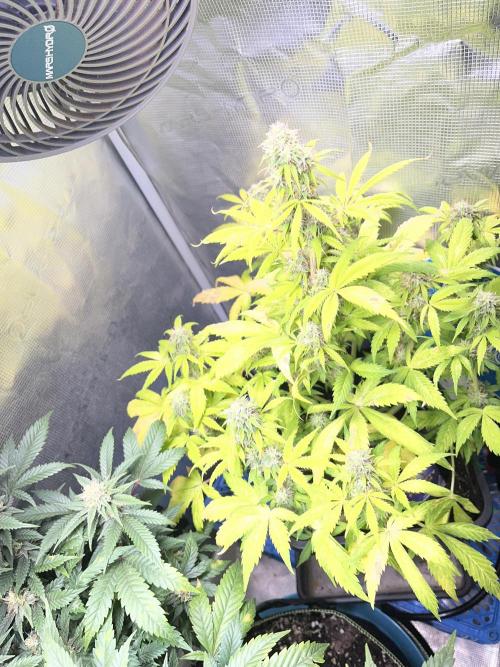 Sticky Broccoli Auto - Eternity Grow Cup. Week 15