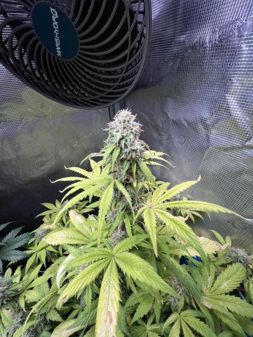 Sticky Broccoli Auto - Eternity Grow Cup. Week 15