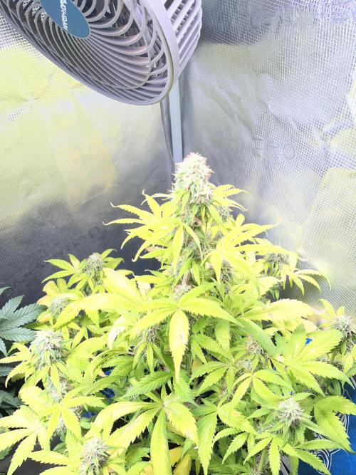 Sticky Broccoli Auto - Eternity Grow Cup. Week 15