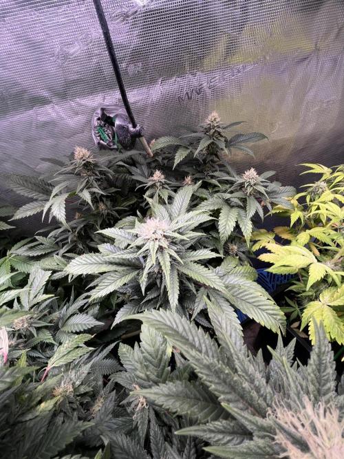Blue Sunset Sherbet # 2 “Tiger Balm”. Week 6