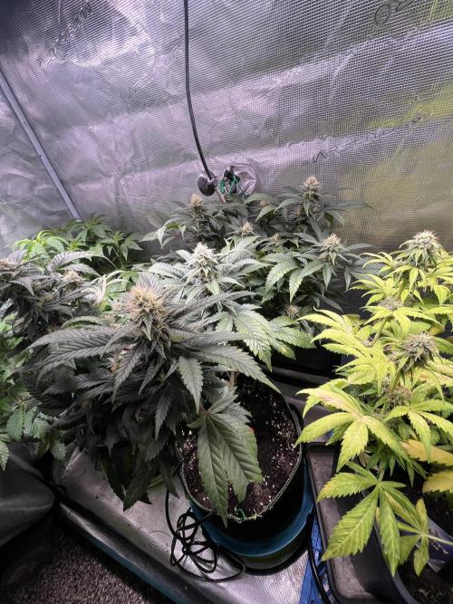 Blue Sunset Sherbet # 2 “Tiger Balm”. Week 6