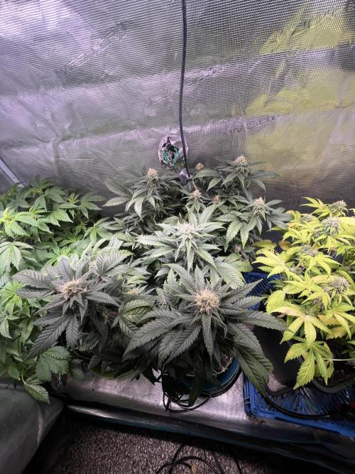 Blue Sunset Sherbet # 2 “Tiger Balm”. Week 6