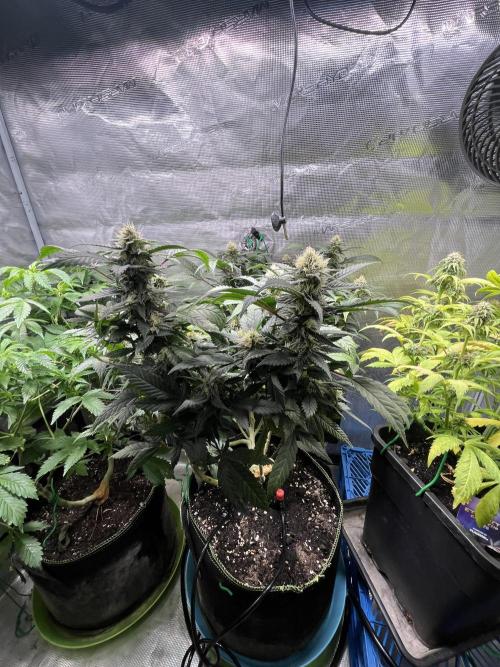 Blue Sunset Sherbet # 2 “Tiger Balm”. Week 6