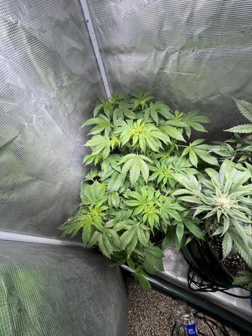Alien OG - Clone from last year. Week 2