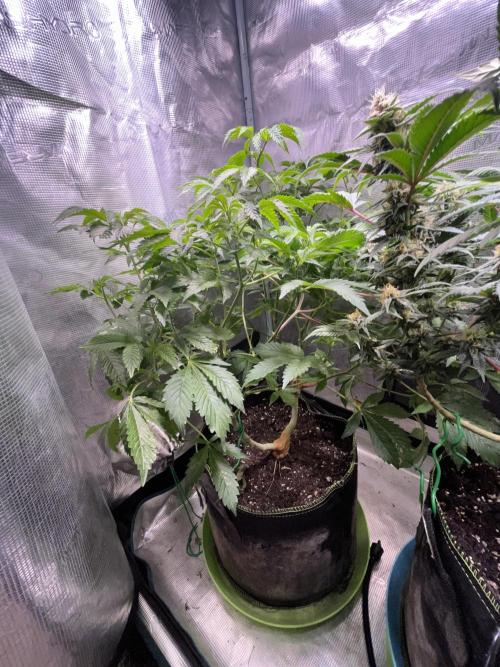 Alien OG - Clone from last year. Week 2