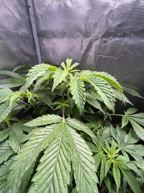 Alien OG - Clone from last year. Week 2