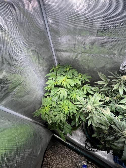 Alien OG - Clone from last year. Week 2