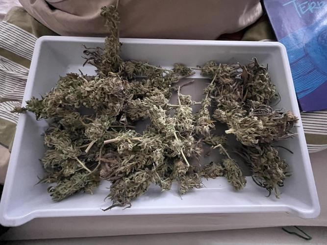 Ayahuasca Purple. Week 12
