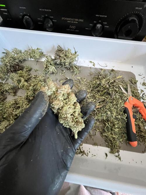 Ayahuasca Purple. Week 12