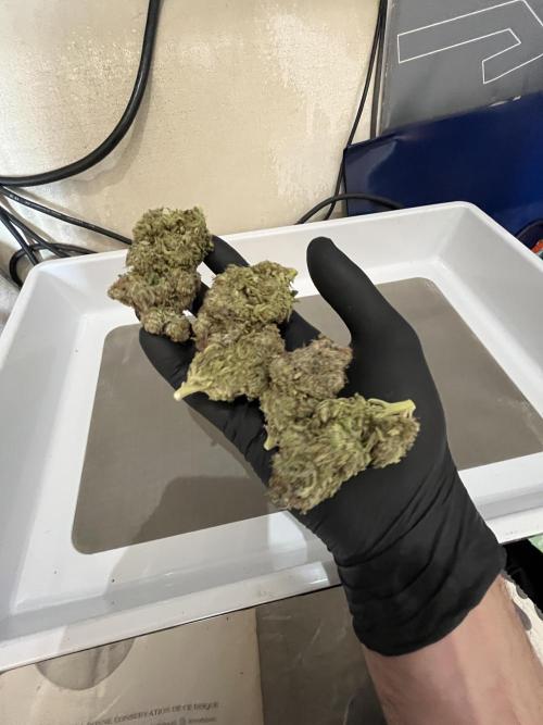 Ayahuasca Purple. Week 12