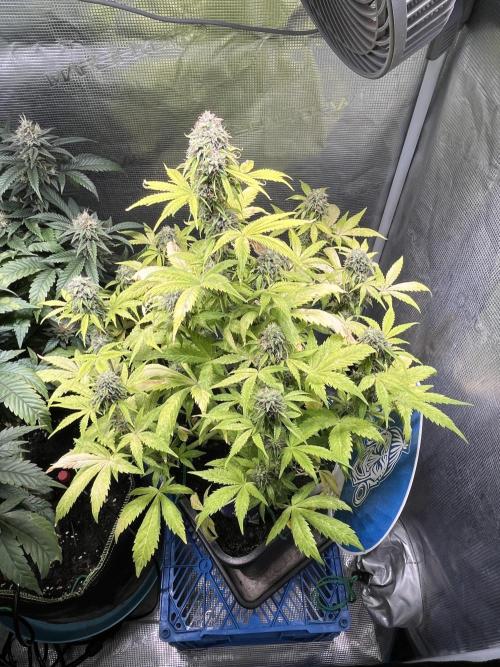Sticky Broccoli Auto - Eternity Grow Cup. Week 16