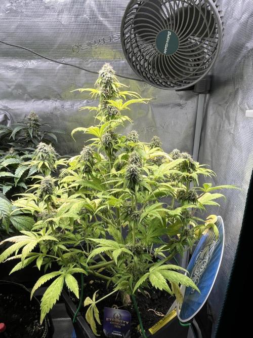 Sticky Broccoli Auto - Eternity Grow Cup. Week 16