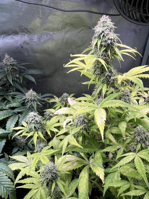 Sticky Broccoli Auto - Eternity Grow Cup. Week 16