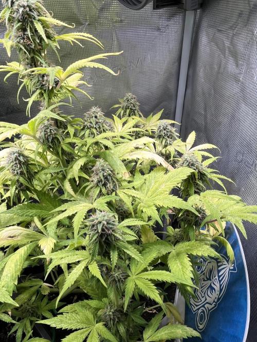 Sticky Broccoli Auto - Eternity Grow Cup. Week 16