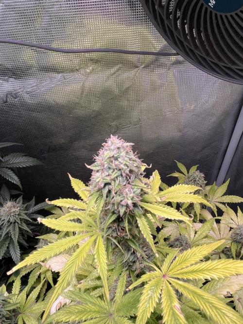 Sticky Broccoli Auto - Eternity Grow Cup. Week 16