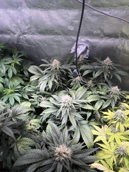 Blue Sunset Sherbet # 2 “Tiger Balm”. Week 7
