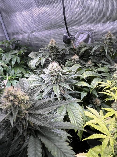 Blue Sunset Sherbet # 2 “Tiger Balm”. Week 7