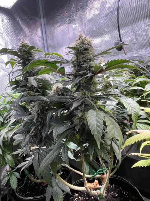 Blue Sunset Sherbet # 2 “Tiger Balm”. Week 7