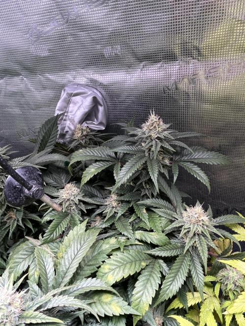 Blue Sunset Sherbet # 2 “Tiger Balm”. Week 7