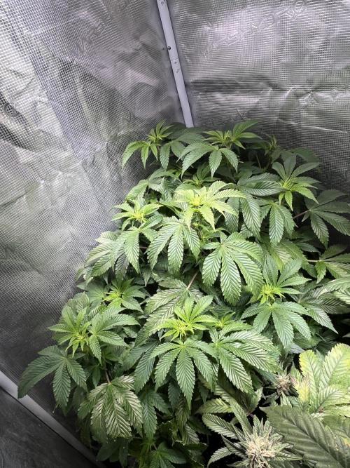 Alien OG - Clone from last year. Week 3