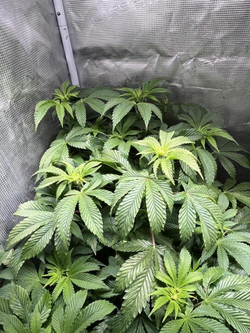 Alien OG - Clone from last year. Week 3