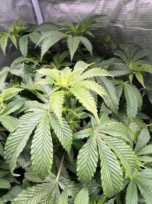 Alien OG - Clone from last year. Week 3