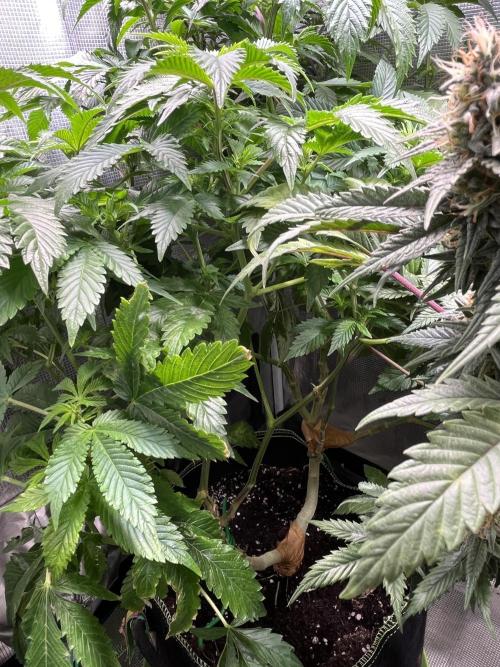 Alien OG - Clone from last year. Week 3