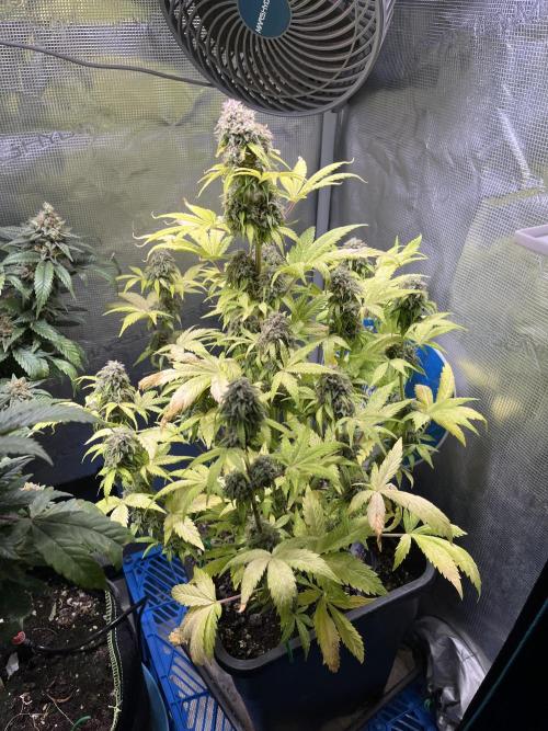 Sticky Broccoli Auto - Eternity Grow Cup. Week 17