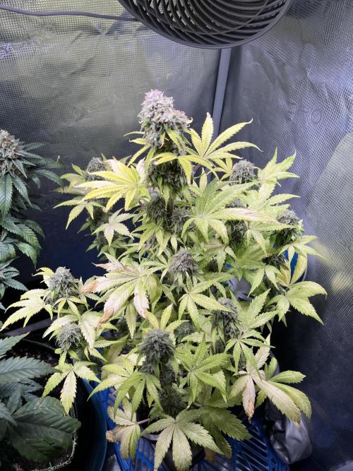 Sticky Broccoli Auto - Eternity Grow Cup. Week 17