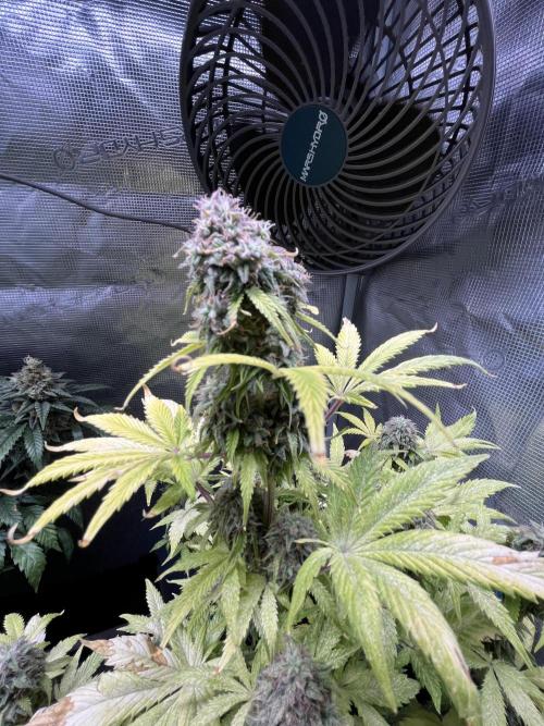 Sticky Broccoli Auto - Eternity Grow Cup. Week 17