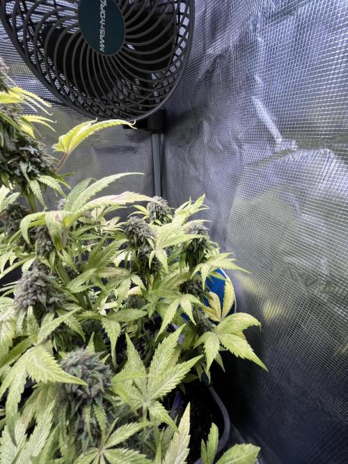 Sticky Broccoli Auto - Eternity Grow Cup. Week 17