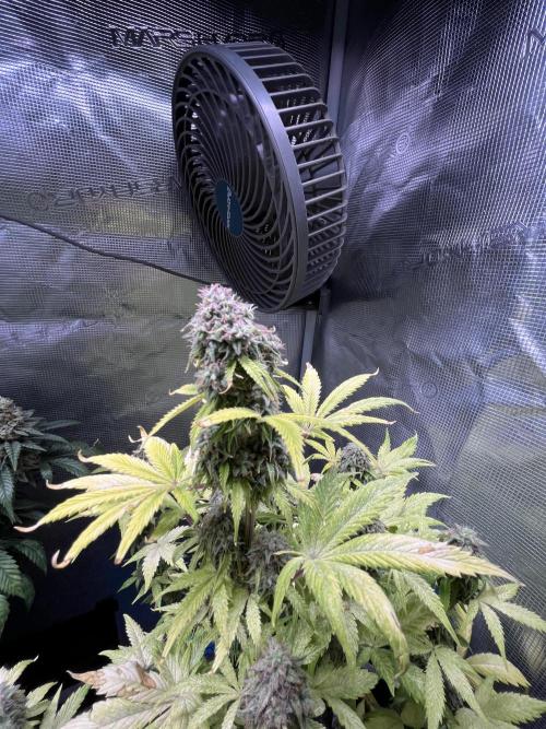 Sticky Broccoli Auto - Eternity Grow Cup. Week 17