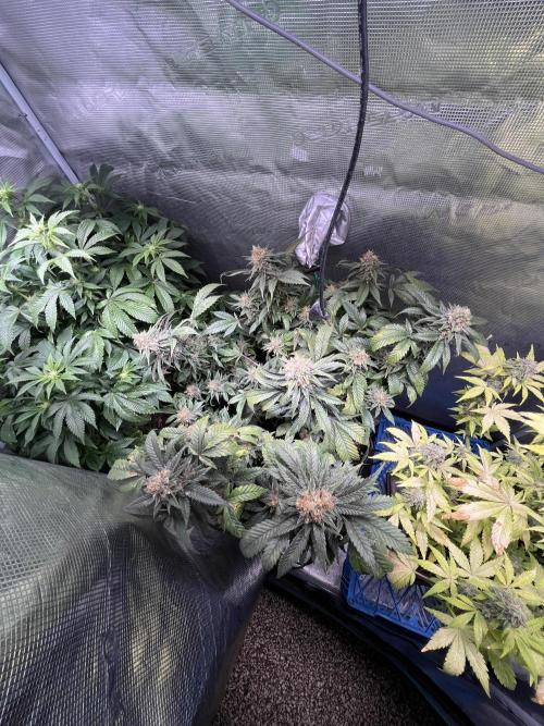 Blue Sunset Sherbet # 2 “Tiger Balm”. Week 8