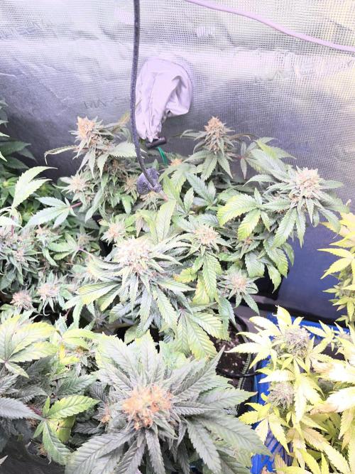 Blue Sunset Sherbet # 2 “Tiger Balm”. Week 8