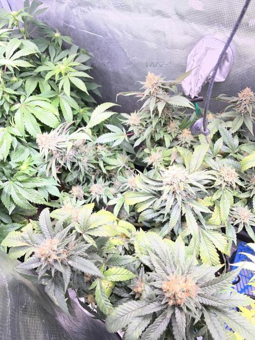 Blue Sunset Sherbet # 2 “Tiger Balm”. Week 8