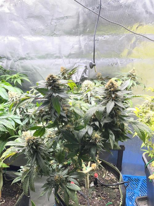 Blue Sunset Sherbet # 2 “Tiger Balm”. Week 8