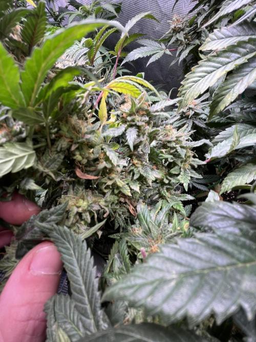 Blue Sunset Sherbet # 2 “Tiger Balm”. Week 8