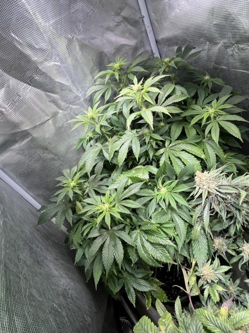 Alien OG - Clone from last year. Week 4