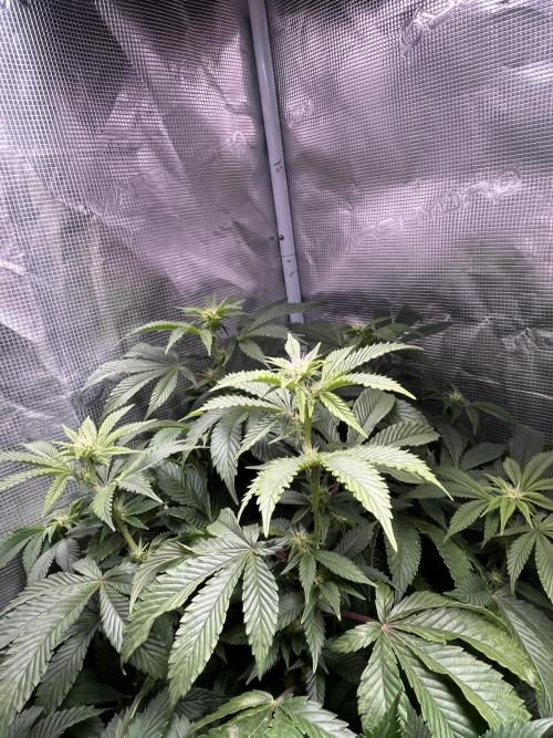 Alien OG - Clone from last year. Week 4