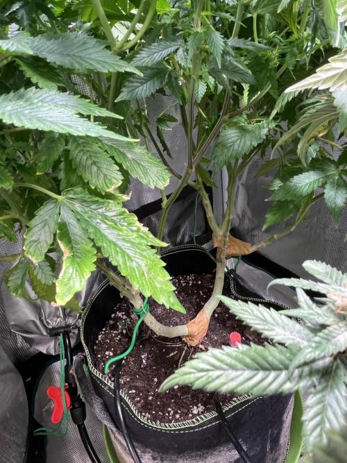 Alien OG - Clone from last year. Week 4