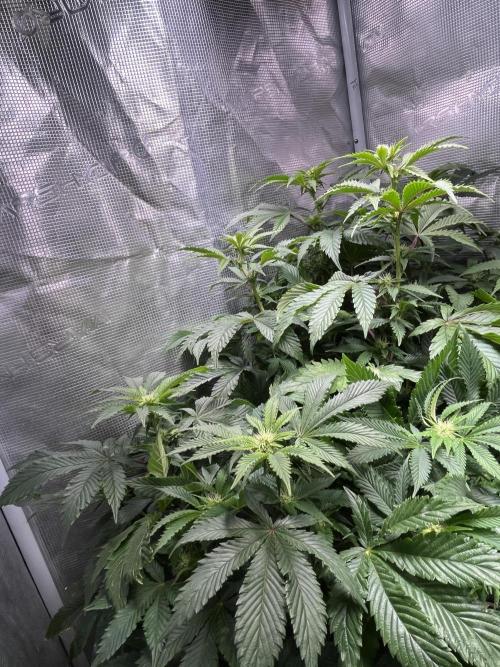 Alien OG - Clone from last year. Week 4