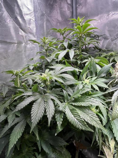 Alien OG - Clone from last year. Week 4