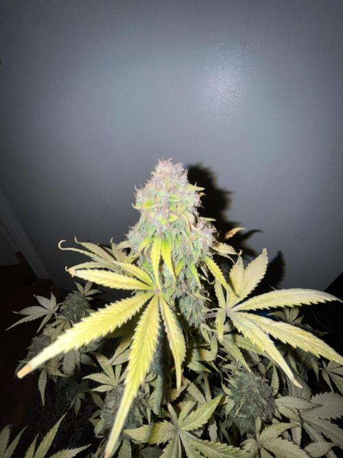 Sticky Broccoli Auto - Eternity Grow Cup. Week 18