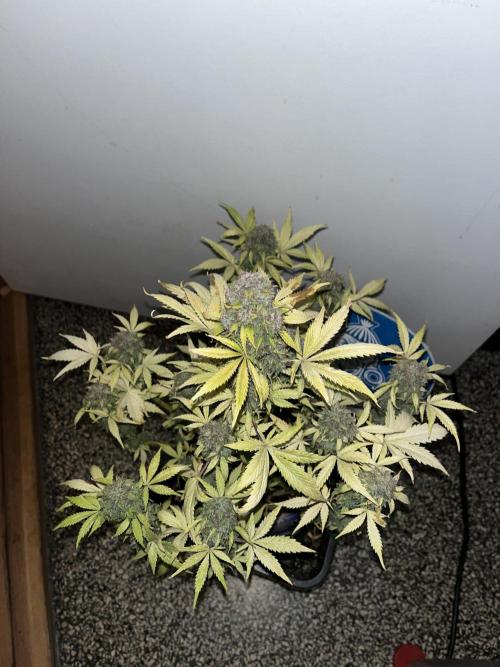 Sticky Broccoli Auto - Eternity Grow Cup. Week 18