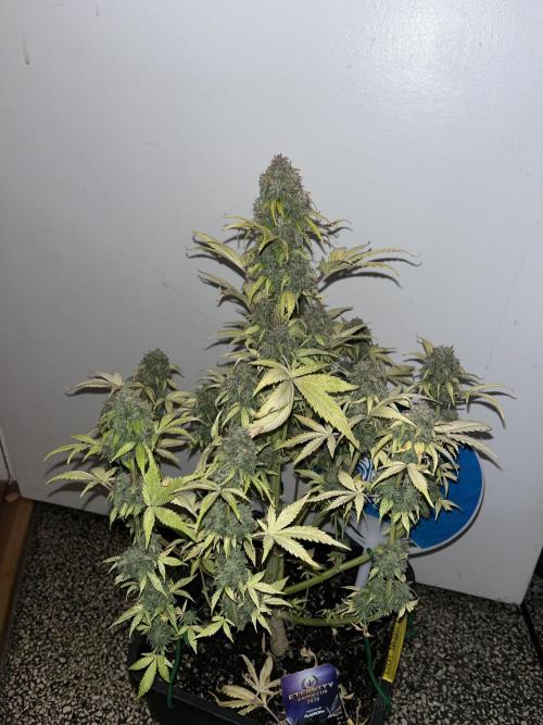 Sticky Broccoli Auto - Eternity Grow Cup. Week 18