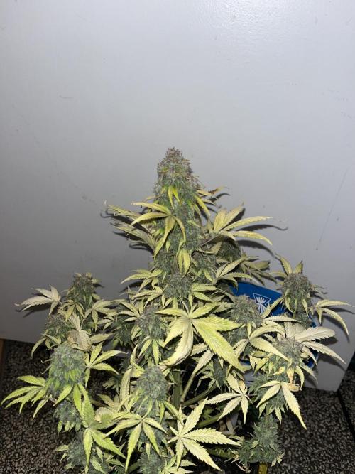 Sticky Broccoli Auto - Eternity Grow Cup. Week 18
