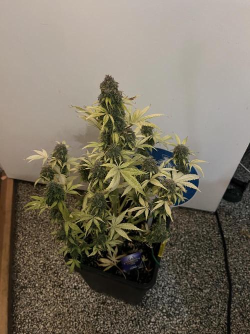 Sticky Broccoli Auto - Eternity Grow Cup. Week 18