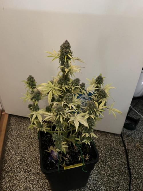 Sticky Broccoli Auto - Eternity Grow Cup. Week 18